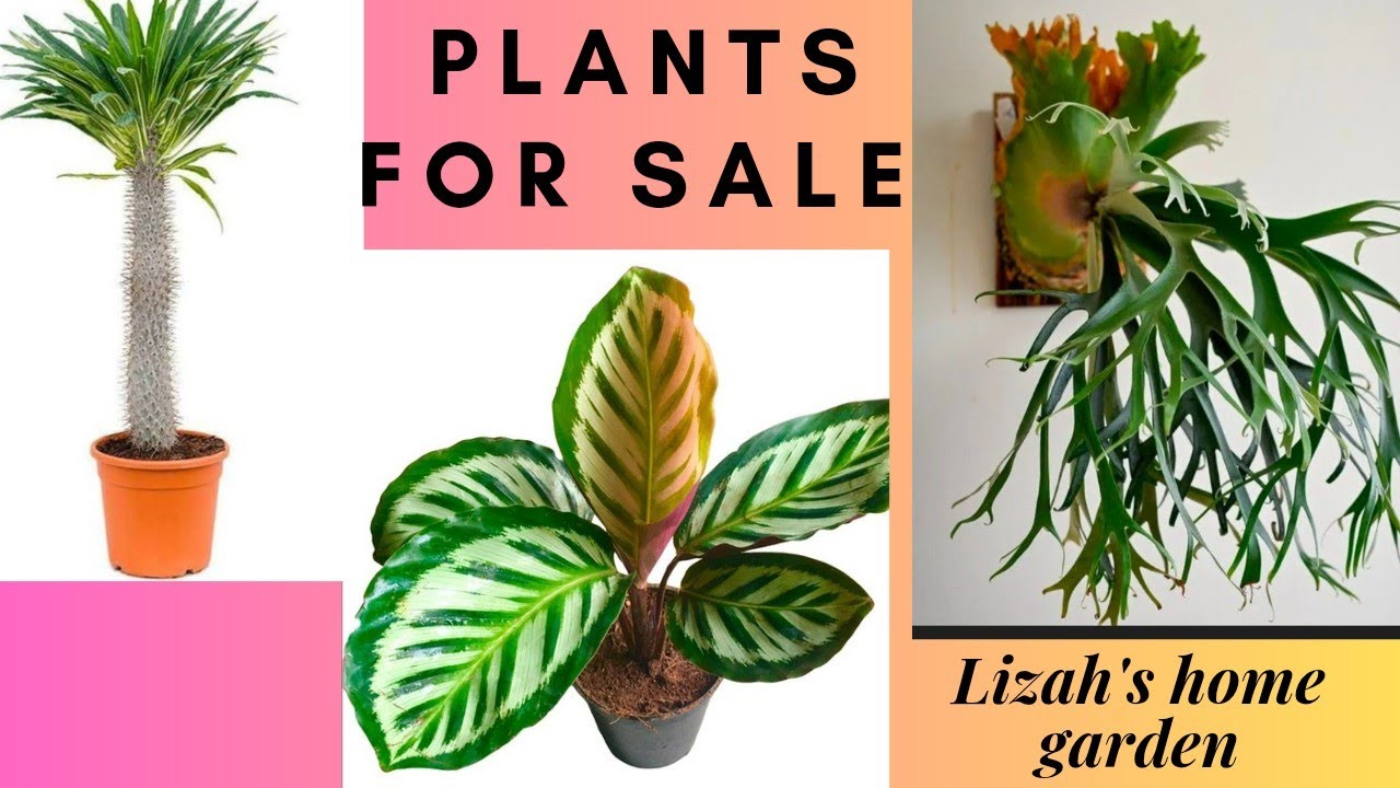 #youtube #plantsofindia #garden #gardening #sale #plantlover #plants #youtubeshorts #indoorplants