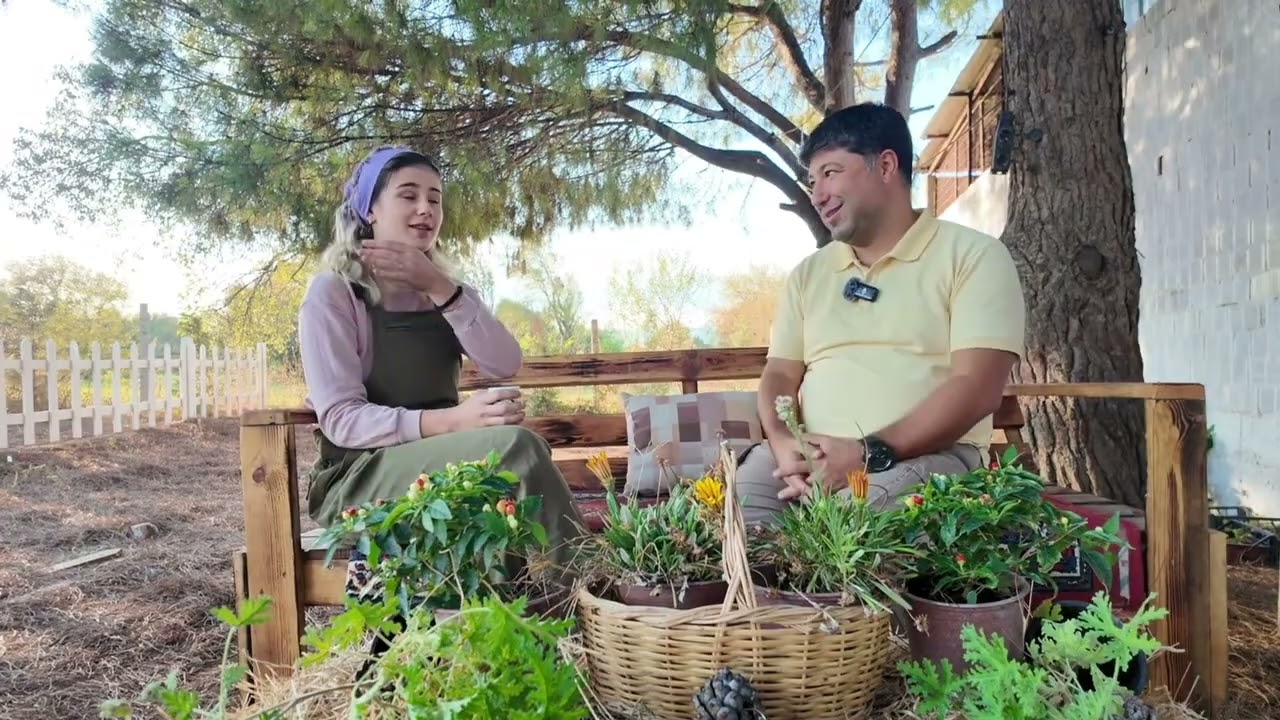 Zeytin ve Zeytinyağına dair Her şey ( gerçek zeytinyağını anlayabileceksiniz  ) @MucahitKivrak 