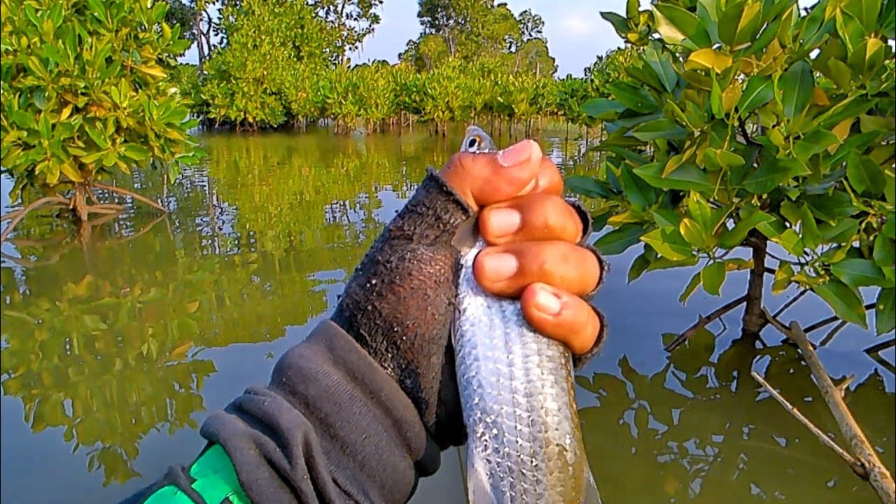 Baru Lempar Umpan Ikan Langsung Makan‼️Mancing Belanak