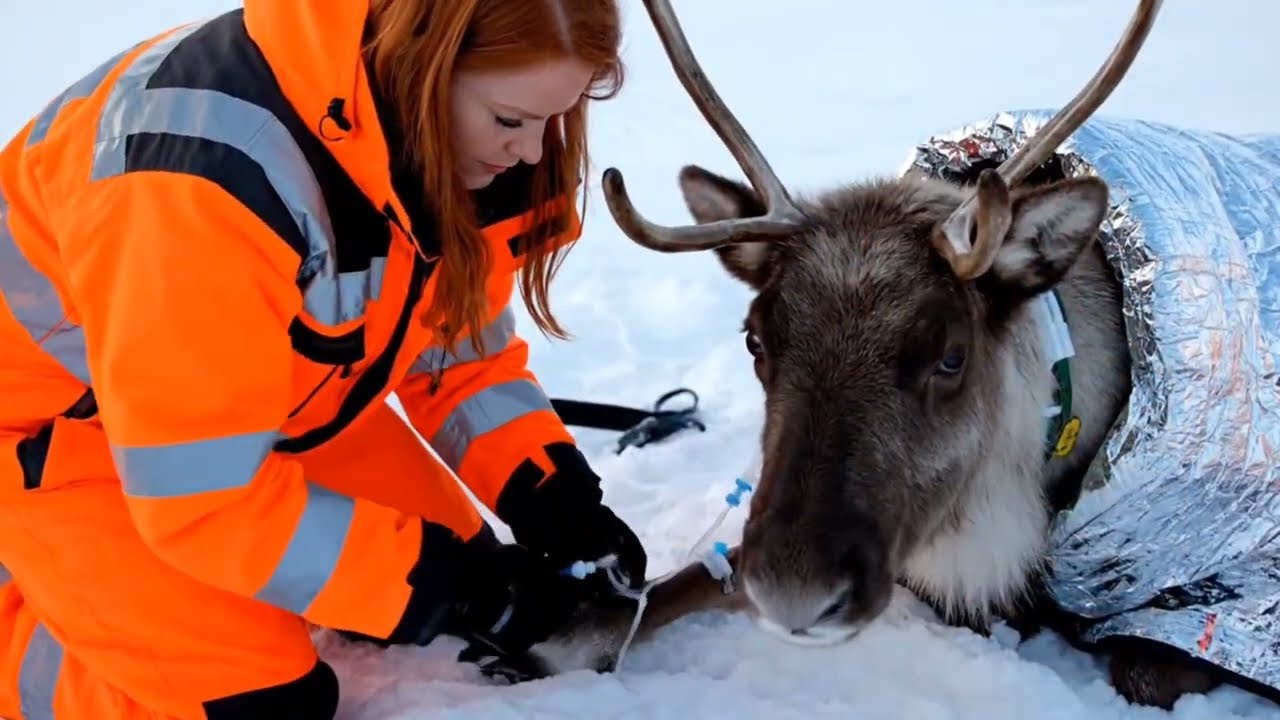 Reindeer Rescue Mission in Blizzard | Wildlife Heroes Save Injured Reindeer