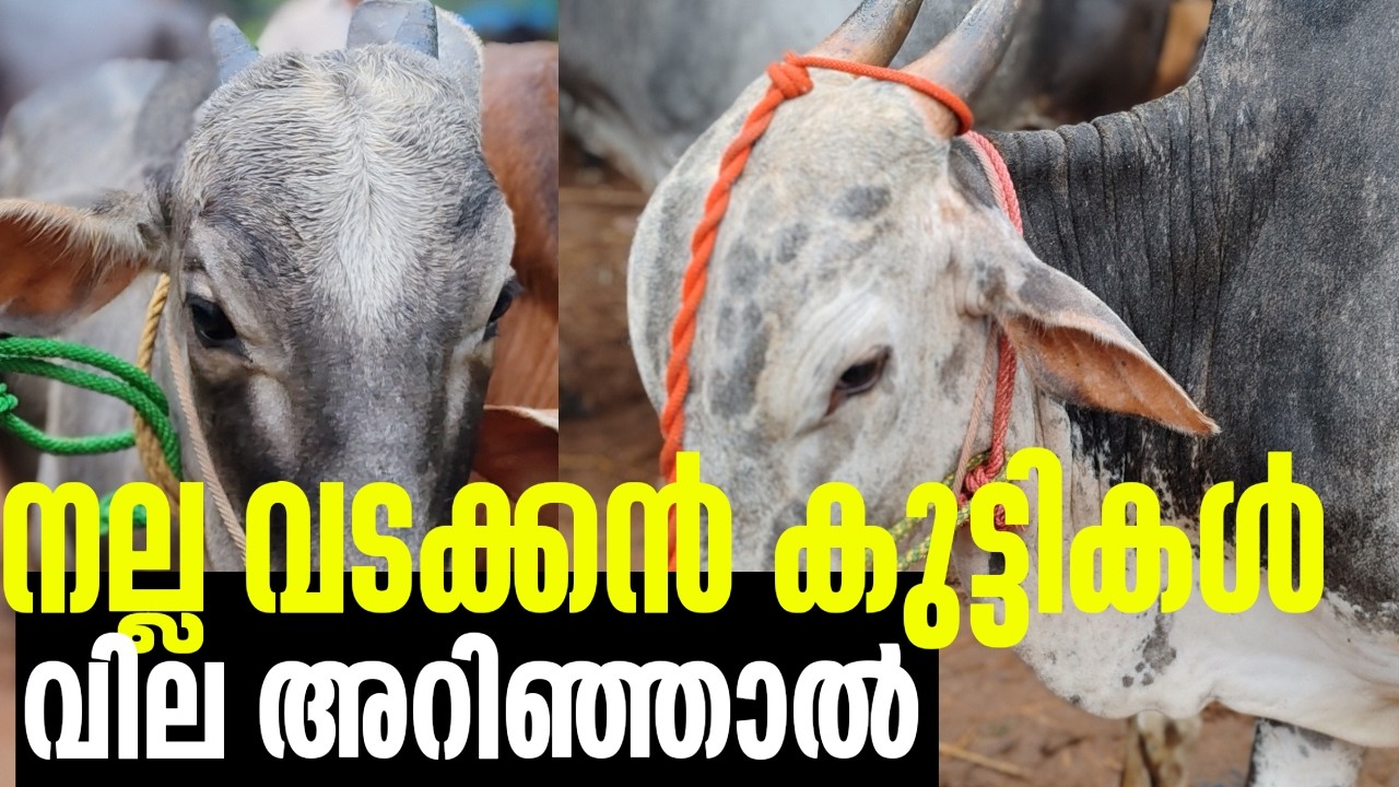 ഈ വടക്കന്മ്മാർ *എവിടെ കിട്ടും ഇതുപോലെ *|മഞ്ചേരി ചന്ത |CATTLE MARKET