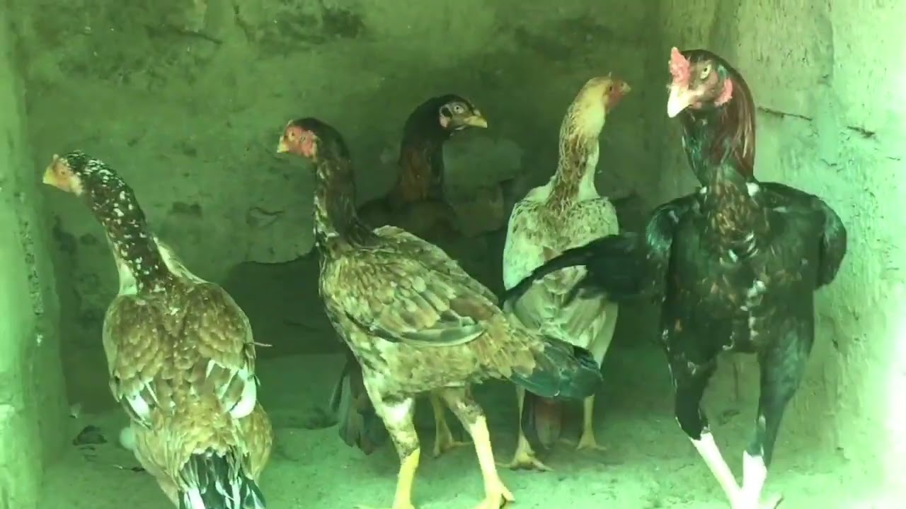Aseel Chicken Breeding Setup || Aseel chicken paring
