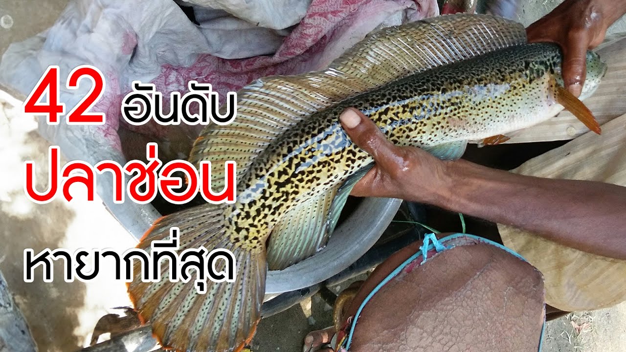 42 อันดับ 'ปลาช่อน' หายากที่สุดในโลกใบนี้ (อัพเดทปี พ.ศ. 2567)