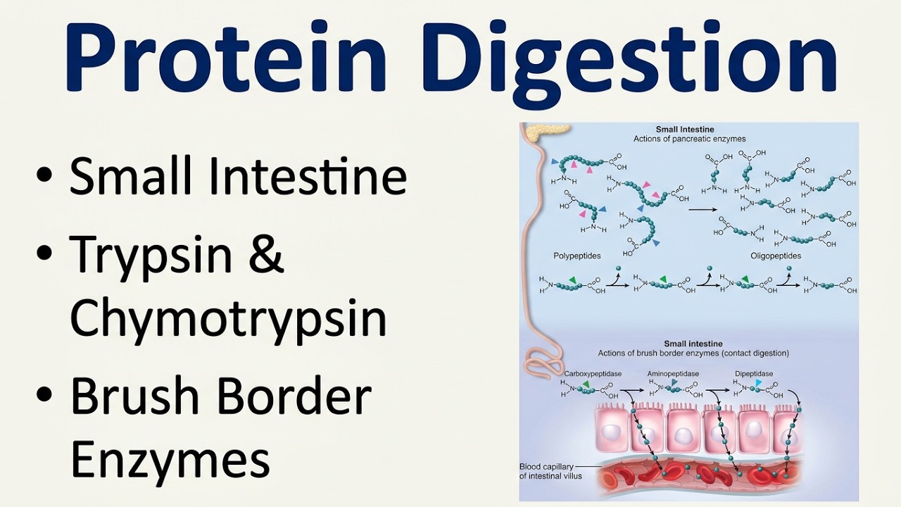 Chemical Digestion of Proteins