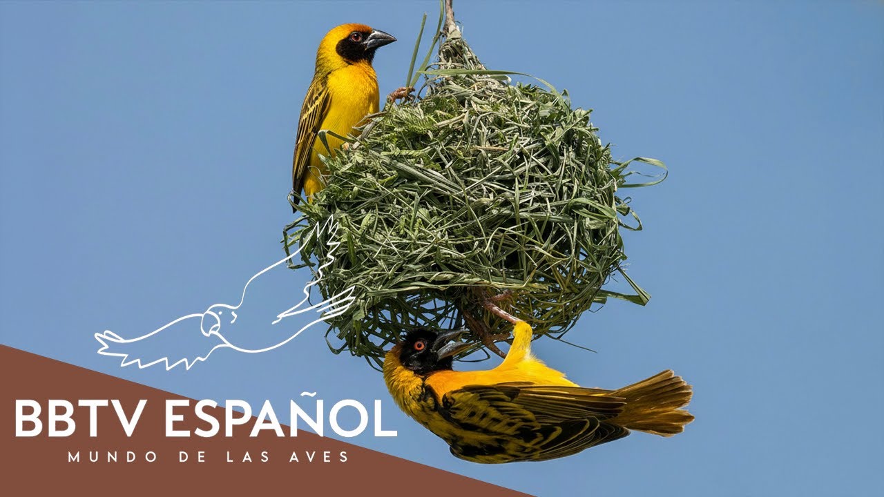 La Asombrosa Vida de Las Aves | Documental Completo de Vida Salvaje | BBTV Español
