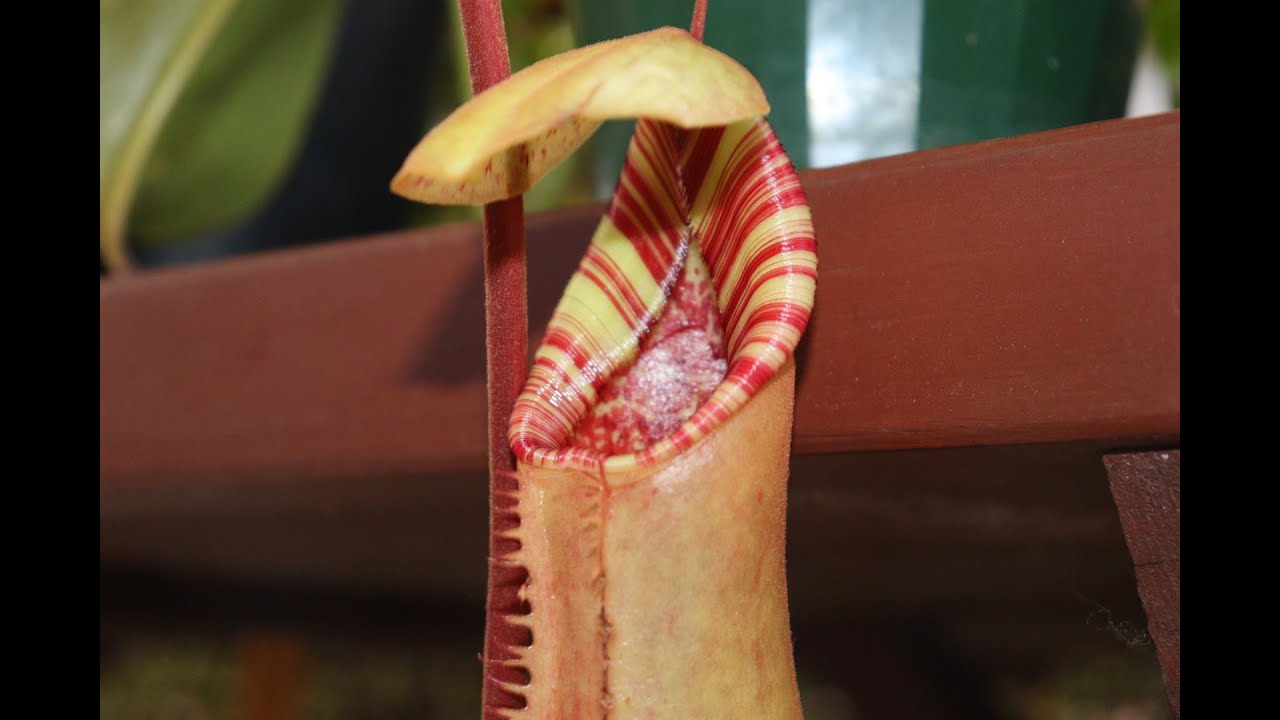 Nepenthes Lowii x Truncata 'Giant' -  Hybrid Spotlight #1