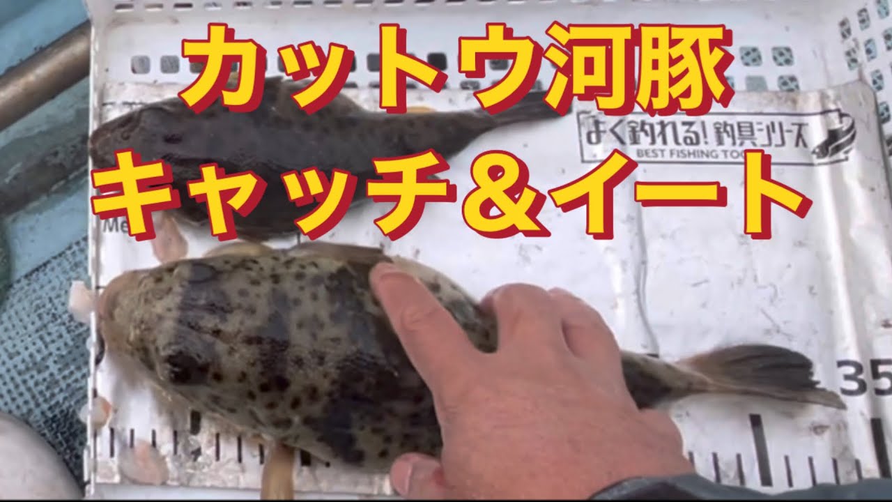 【カットウ河豚キャッチ＆イート】EP.227#カットウ釣り #フグ釣り #彼岸フグ#アカメフグ #船釣り 