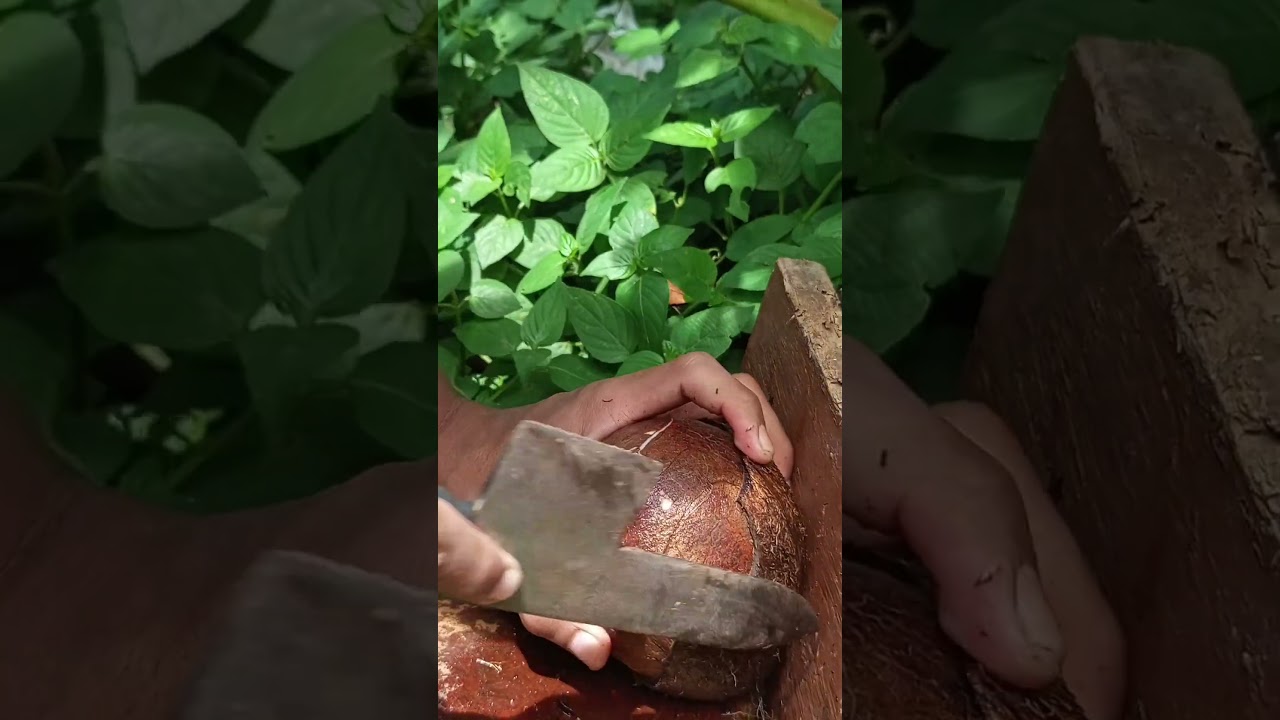 Skill of opening mini coconut from its shell
