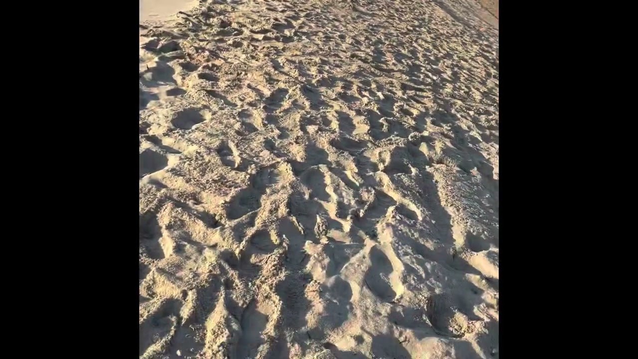 Dorada XL - La Manga del Mar Menor Surfcasting