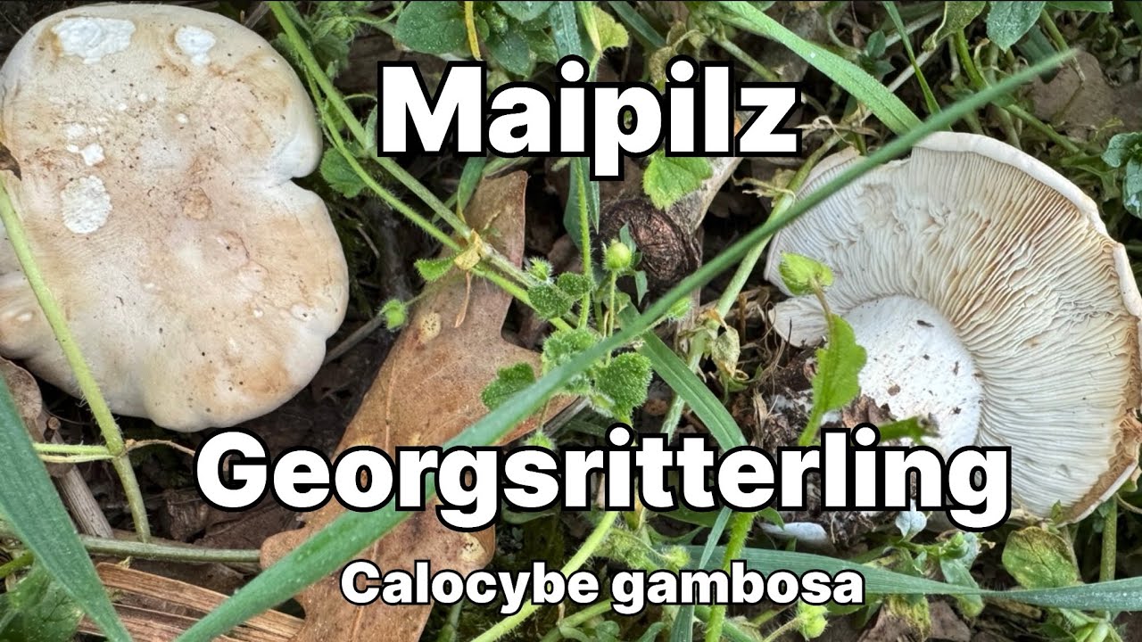 Maipilz/Georgsritterling - Pilze unter der Lupe