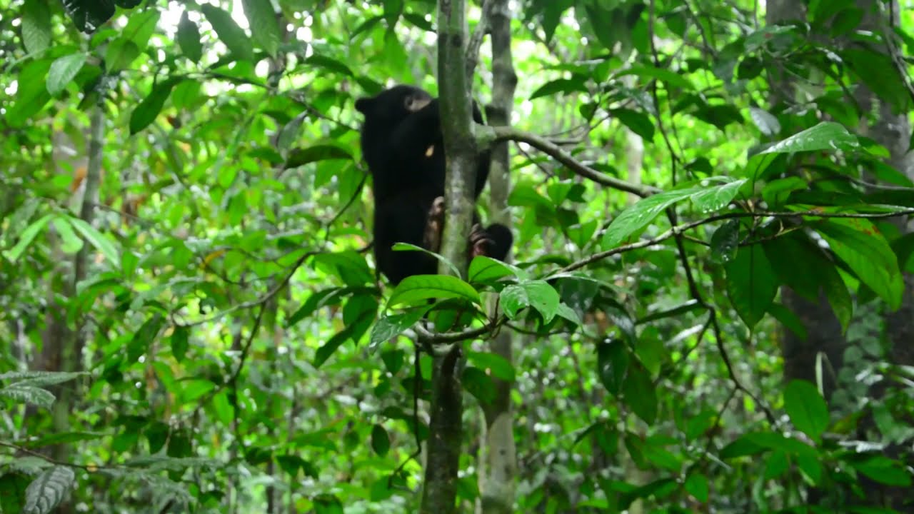Sun Bear Rehabilitation | Betung The Sun Bear Six Months Progress | BSBCC