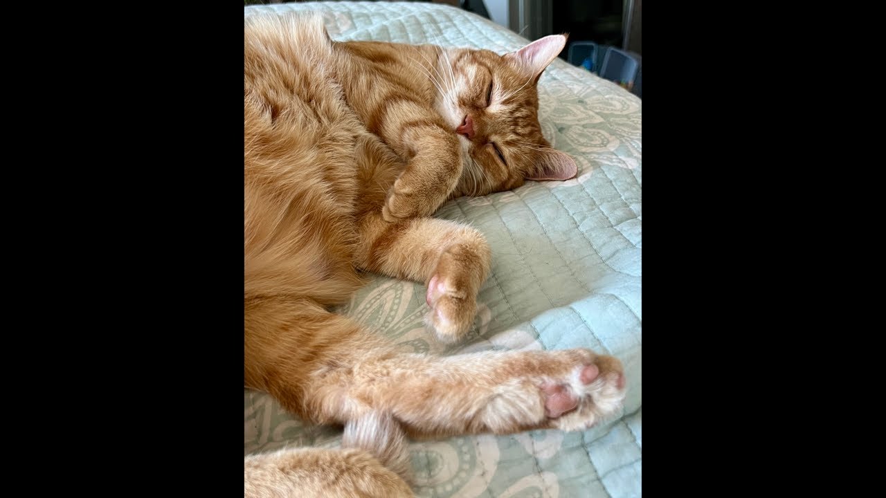 Noah The Cat is live!