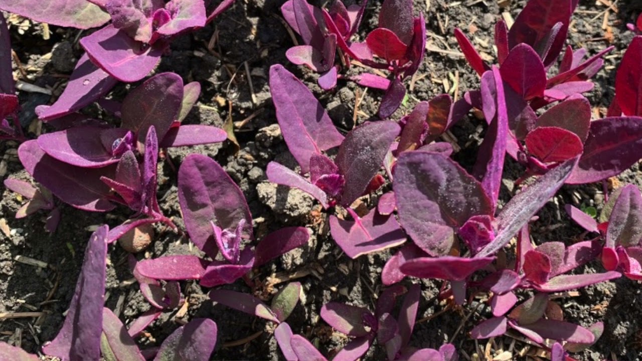 L'arroche, r&eacute;colter ses graines pour le printemps