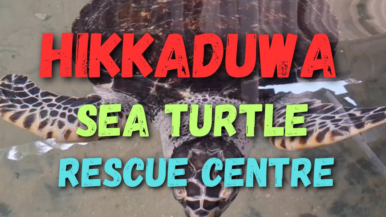 හික්කඩුව | Saving Hikkaduwa's Sea Turtles At Rescue Center! #travelinza #hikkaduwa 🌊😱🇱🇰