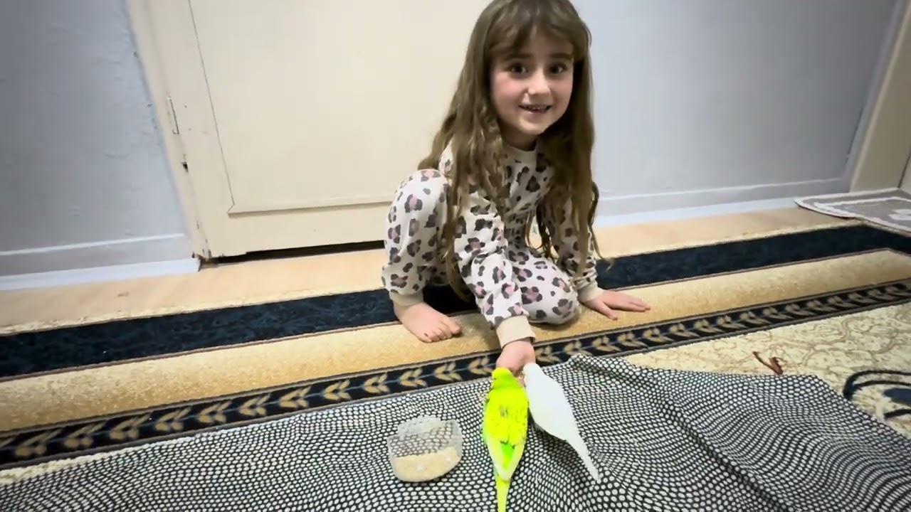  Cemre hiç ayrılmak istemiyor🤷‍♀️🥰CEMRE NİN minik arkadaşları eliyle besliyor🦜❤️