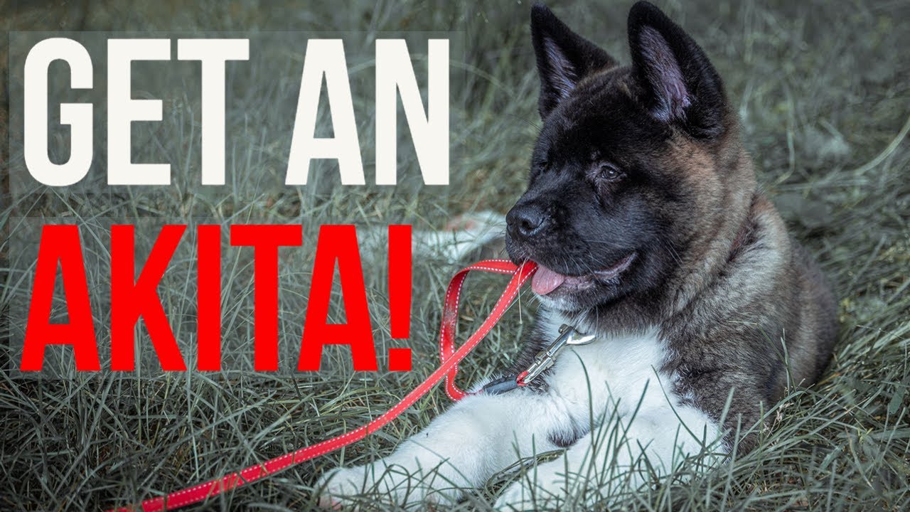 Akita Breeders: Where to Get an Akita Puppy | The Akita Life