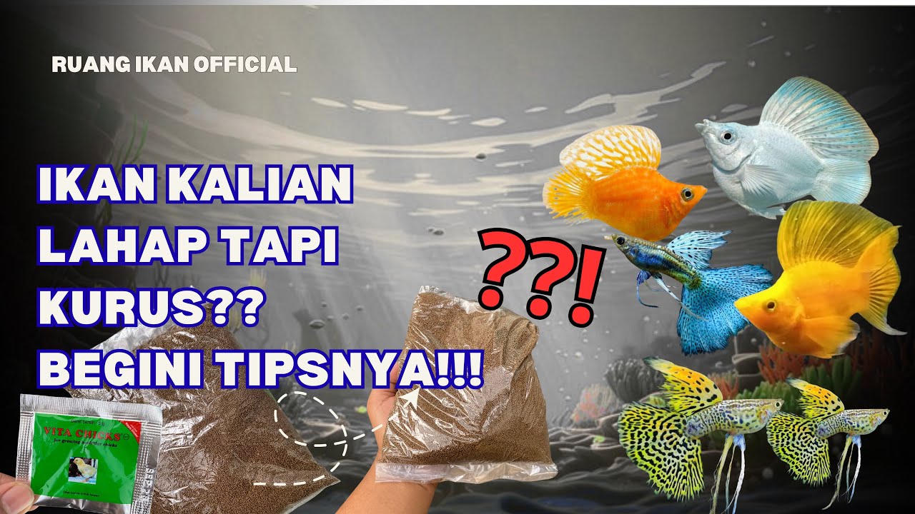 RACIKAN PAKAN GUPPY DAN MOLLY‼️IKAN AUTO SEHAT DAN GEMUK‼️‼️