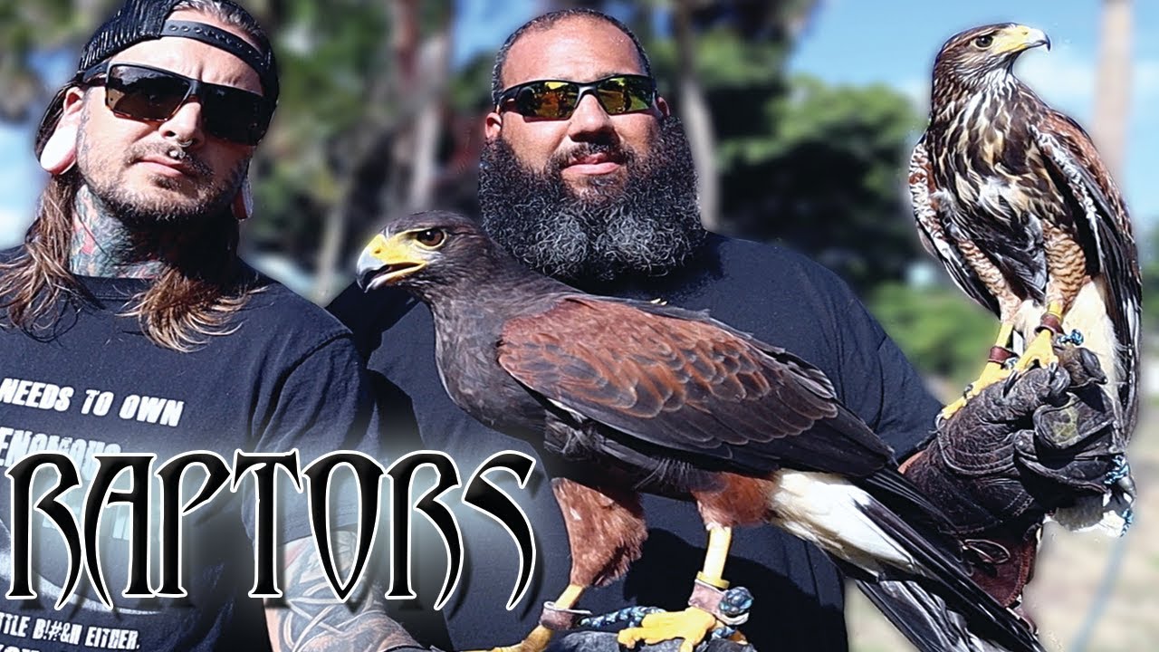 Flight training some Beautiful Harris hawks!