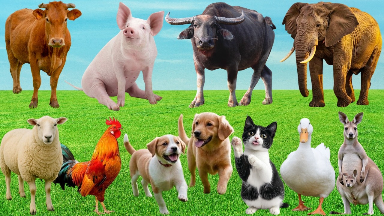🎶 Đồng Quê Rộn Ràng 