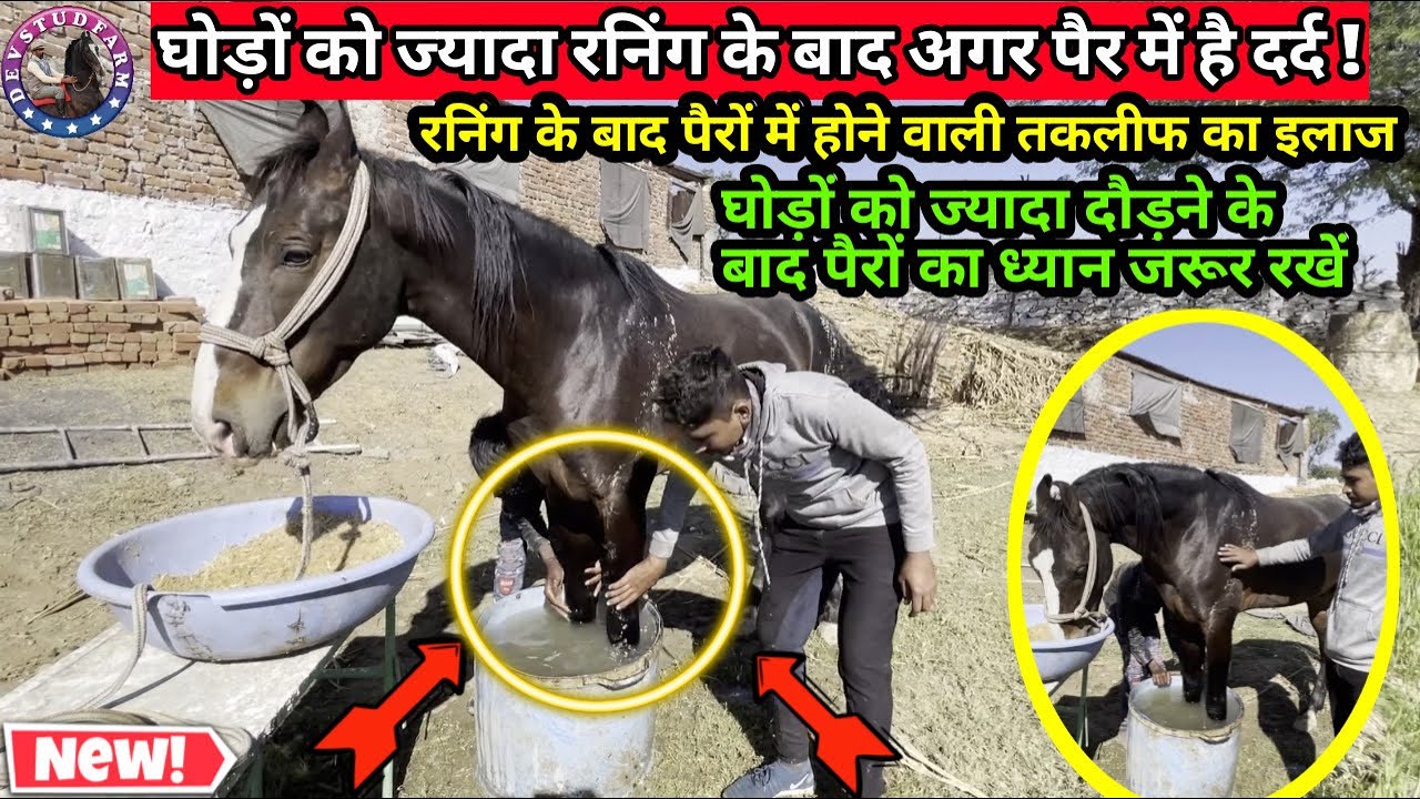 If a horse has pain in the legs after running a lot? Know its cure