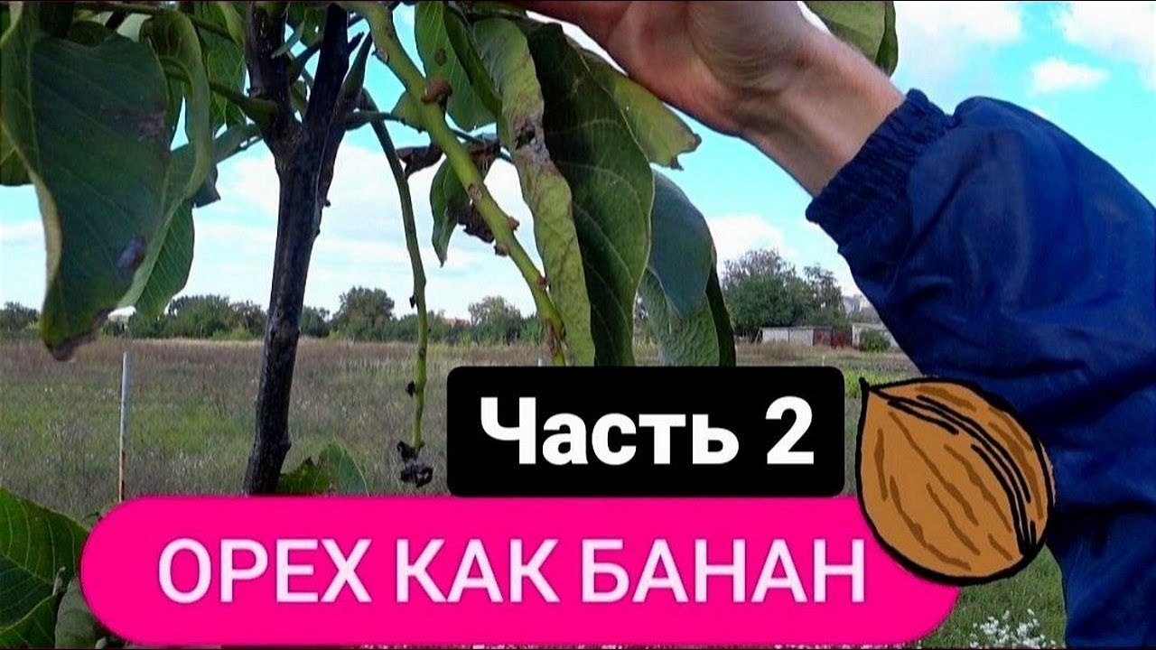 Грецкий орех урожайность по годам