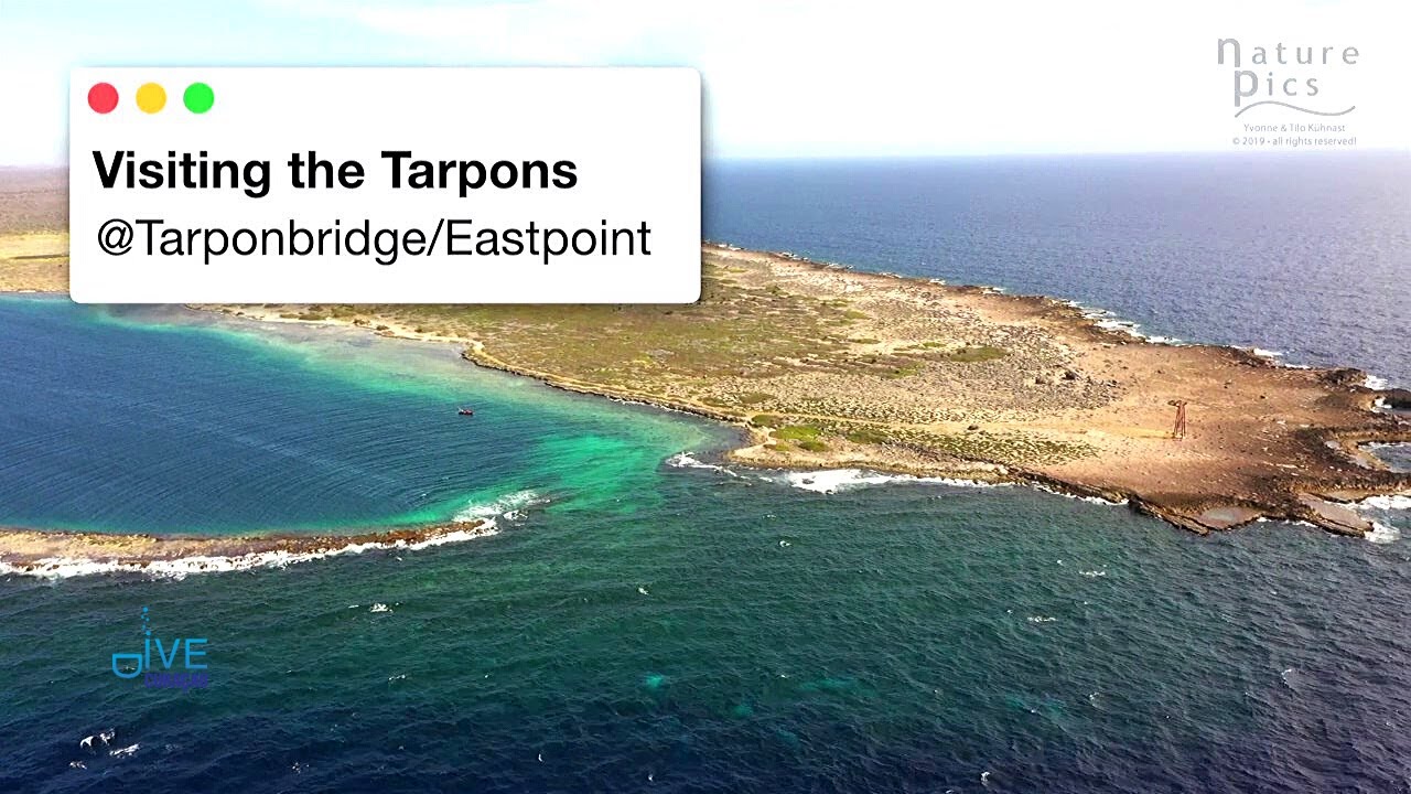 Curacao Dive Site Guide | Eastpoint Travel Vlog | Curacao Scuba Diving Sites