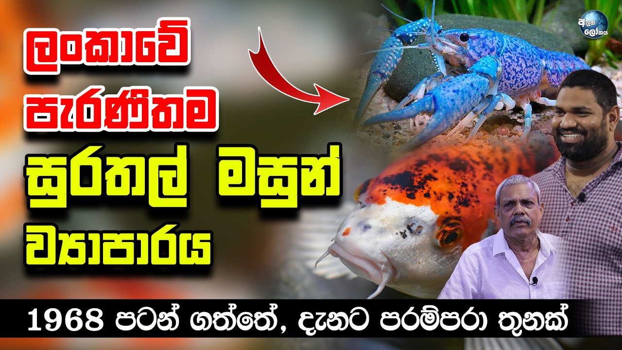 ලංකාවේ පැරණිතම සුරතල් මසුන් ව්‍යාපාරය - Oldest Aquarium in Negombo, Sri Lanka