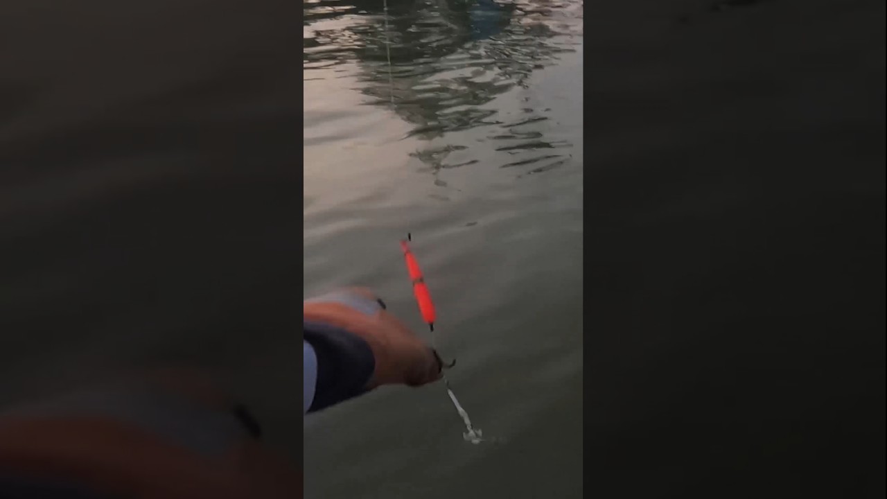 Cara Strike Cepat Mancing Belanak Permukaan Spot #fishing #mancing