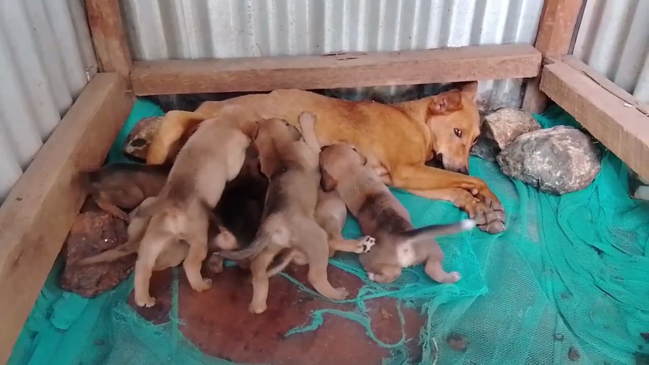 ⚠️ WARNING: You May Fall in Love Instantly 🥰🐶