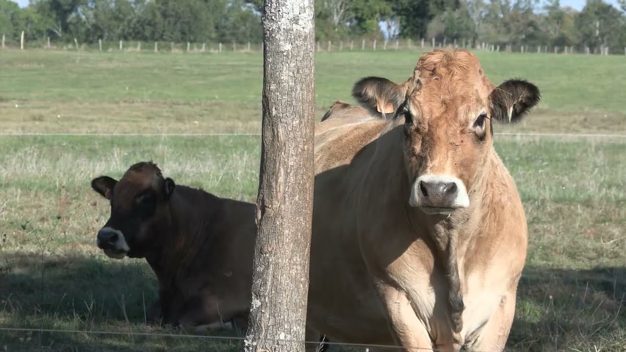 Evolutions climatiques : les éleveurs s'adaptent