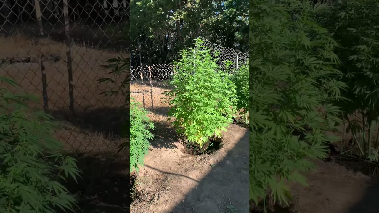 Outdoor cannabis grow August 8th