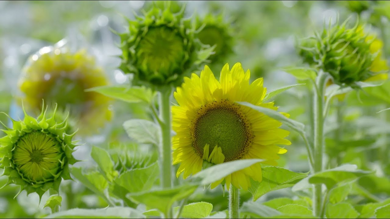 Die R&uuml;ckkehr der Sonnenblumen: Durchbruch in der Resistenzz&uuml;chtung