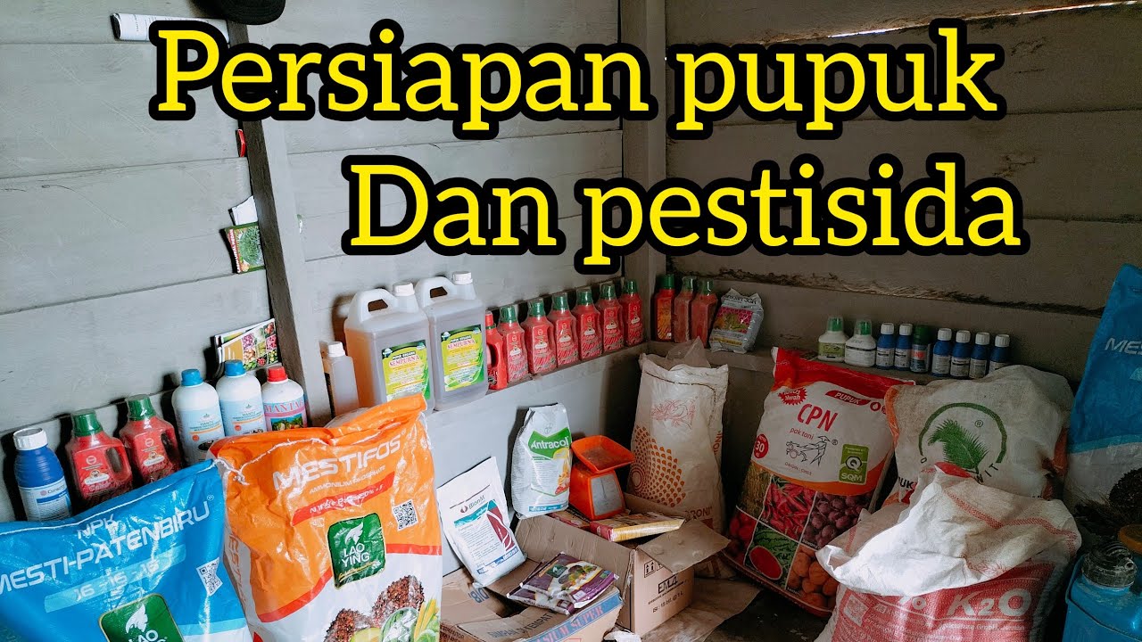 Saprodi persiapan pupuk  dan pestisida untuk cabe