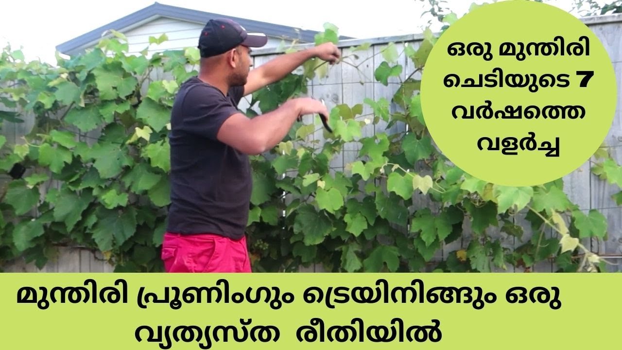 Grape Pruning and Training Malayalam video
