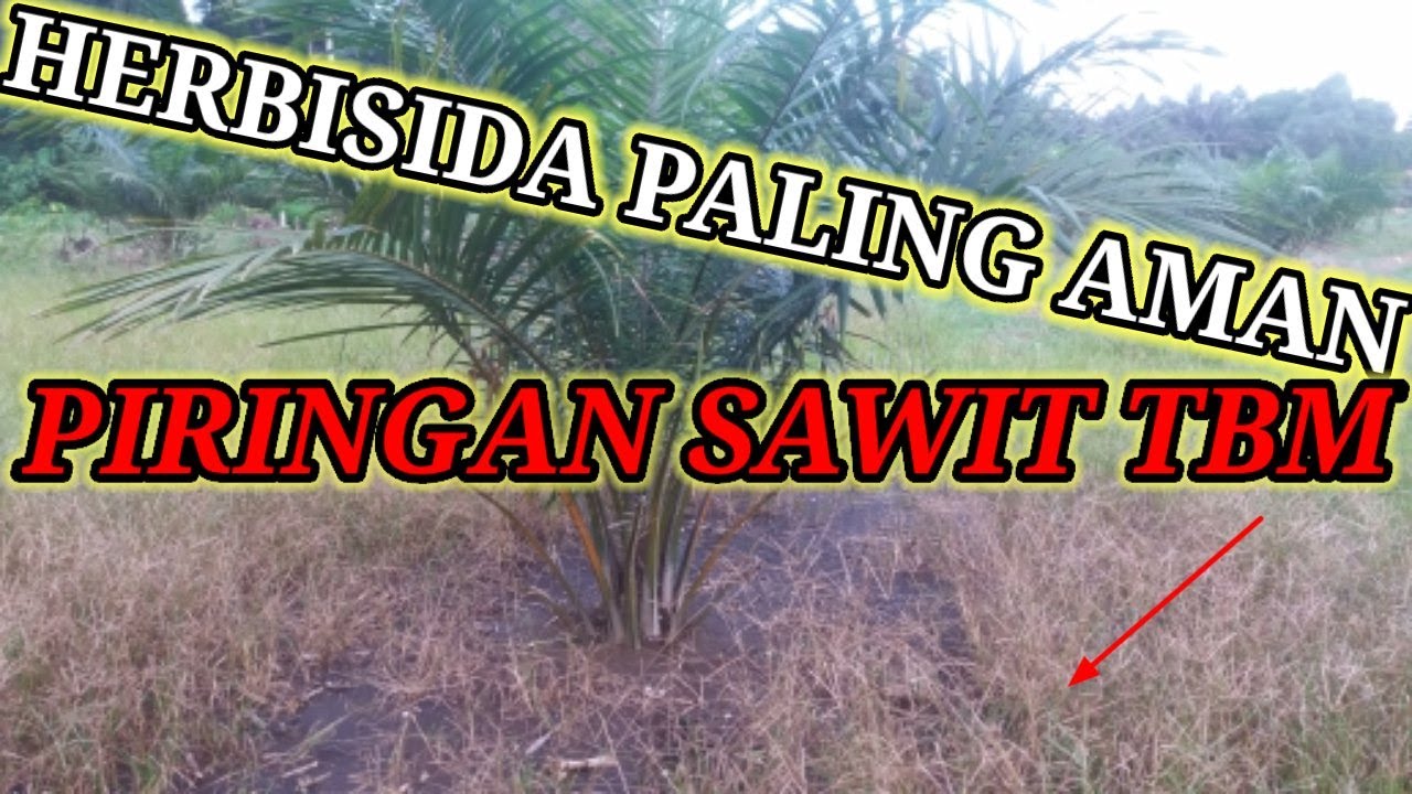 Jenis Herbisida yang Paling AMAN untuk Pembersihan PIRINGAN SAWIT TBM dan TeknisNYA