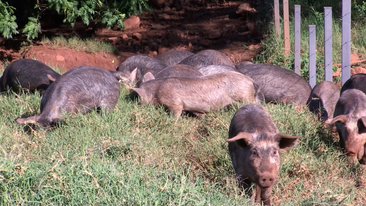 Produtor aposta na raça de porcos moura