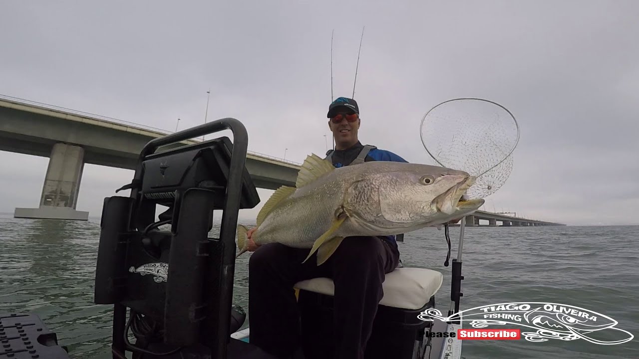 Pesca de Corvinas grandes no Tejo Com o XTR Skiff
