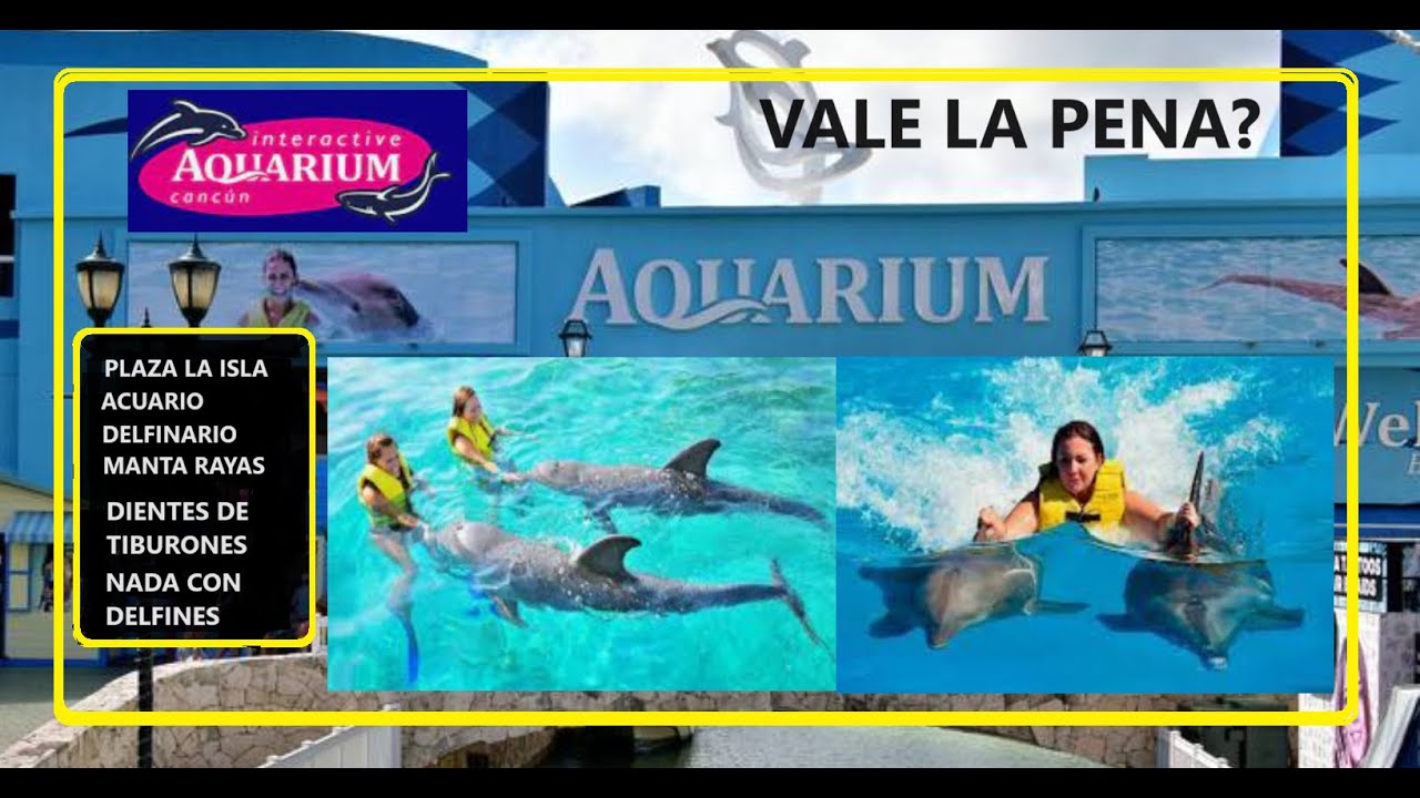 🐬Nada con delfines en el Acuario de Cancún🐬