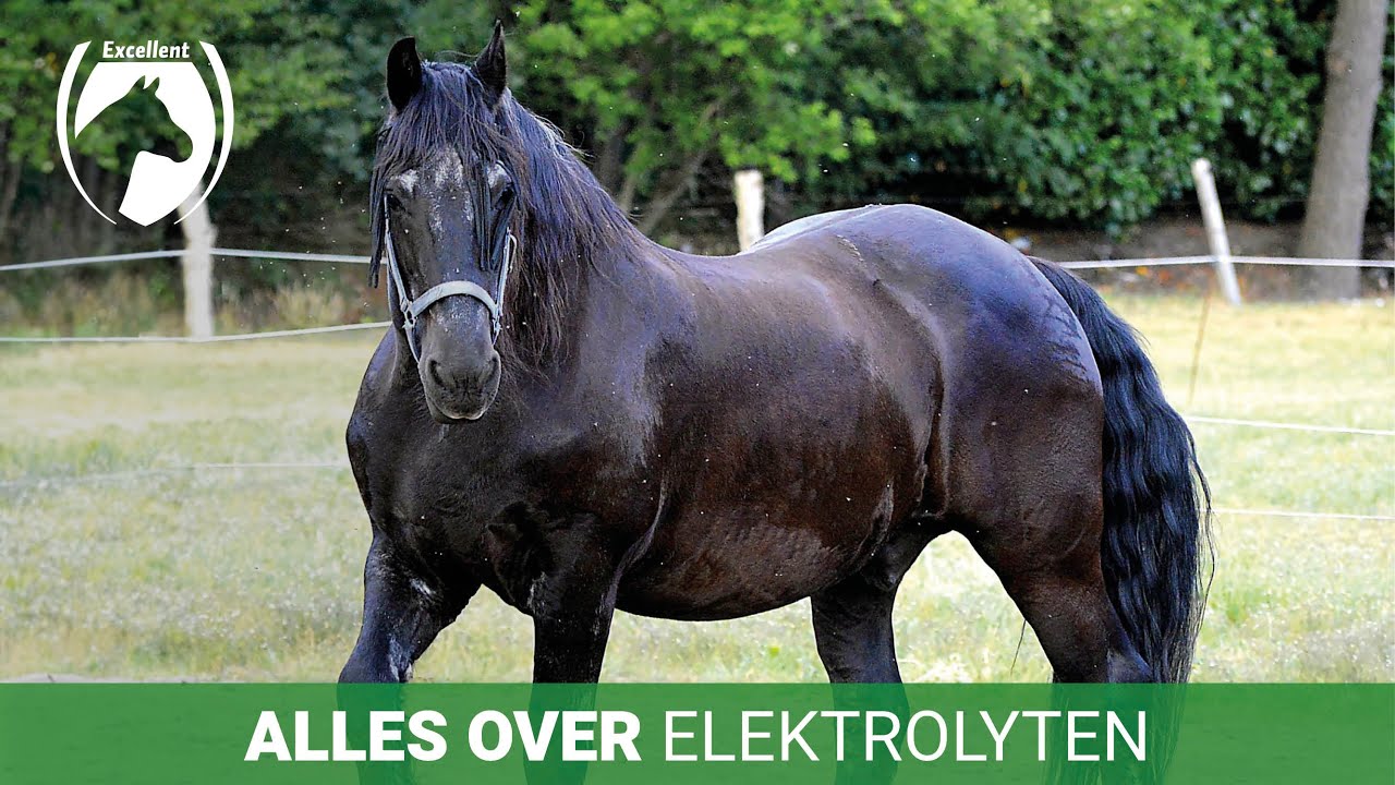 Verschillende manieren om elektrolyten te voeren met Excellent