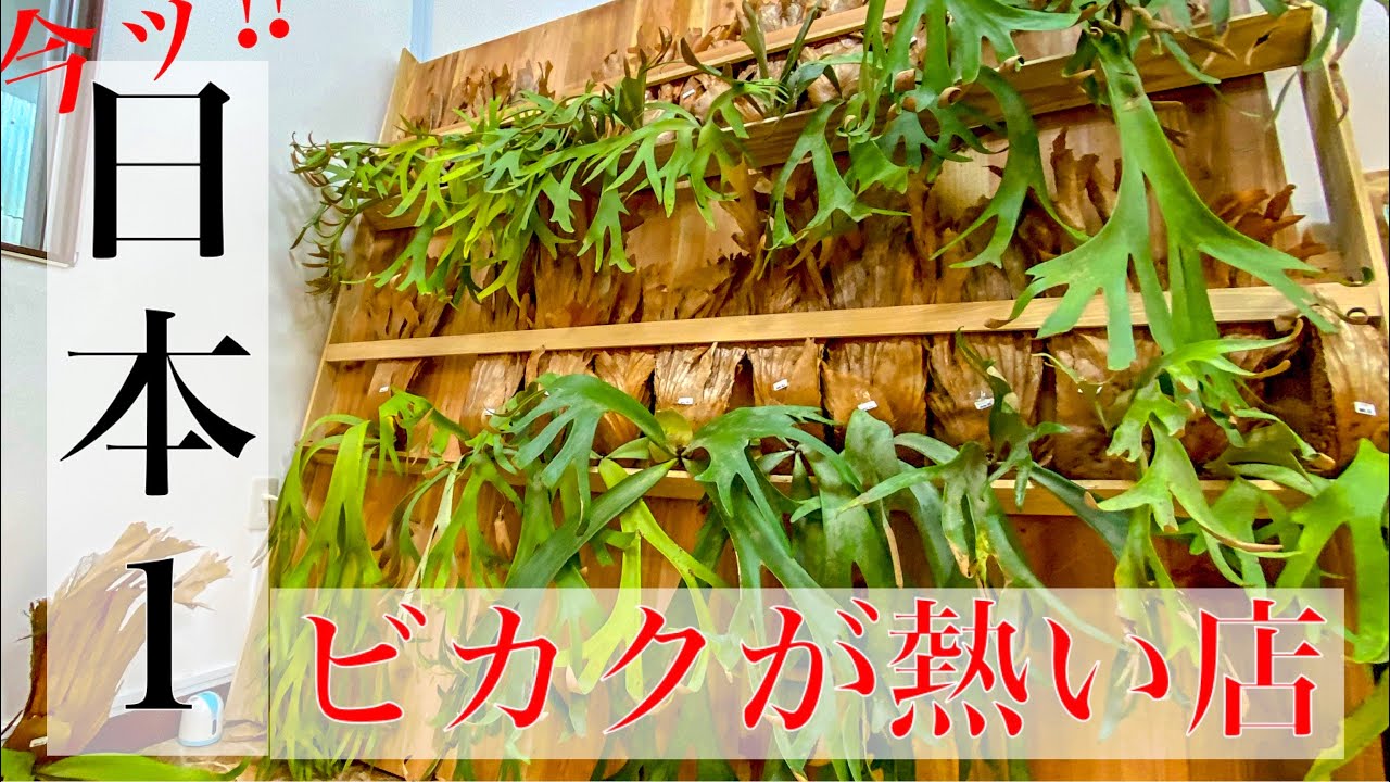 【ビカクシダ速報】山採りウィリンキーが大量発生！【買いに行く】