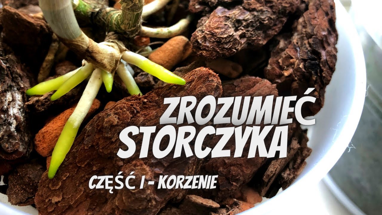 Zrozumieć STORCZYKA. Część I - KORZENIE   wszystko co musisz wiedzieć o korzeniach orchidei