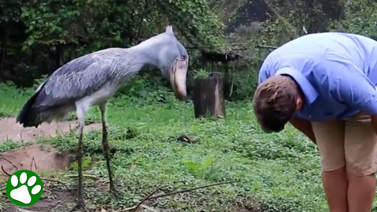 Meeting a modern day dinosaur