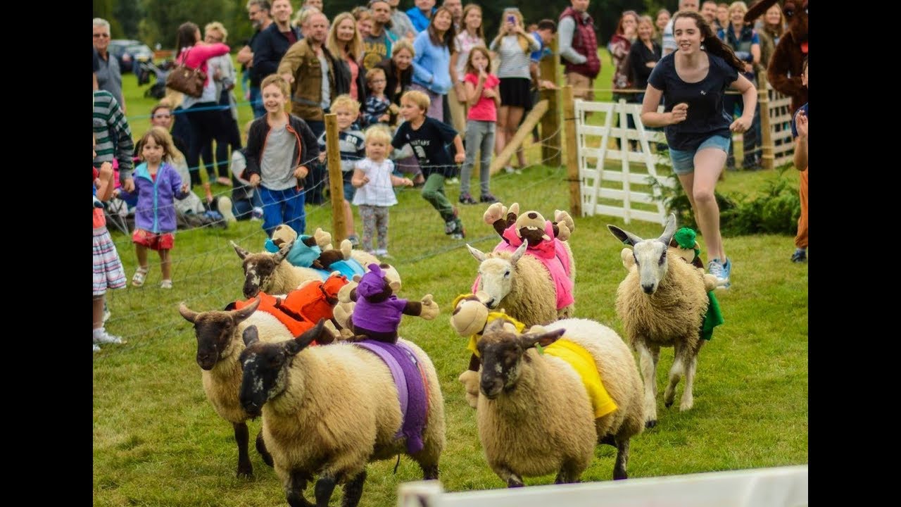 Sheep Racing at Frampton On Severn.2017