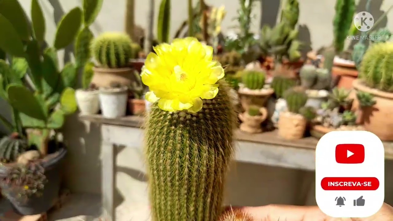 Flor de Cacto Paródia Leninghausii