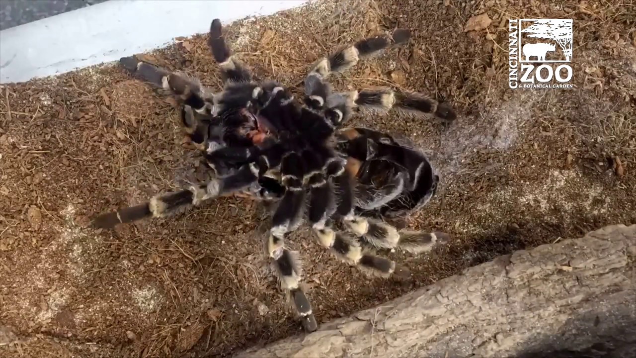 Red-kneed Tarantula Molting - Cincinnati Zoo