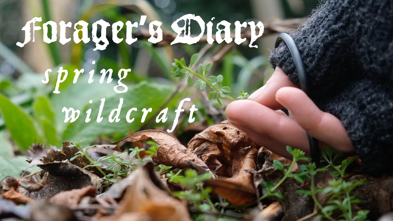 Forager's Diary ✥ Medicinal Mushrooms and Spring Greens