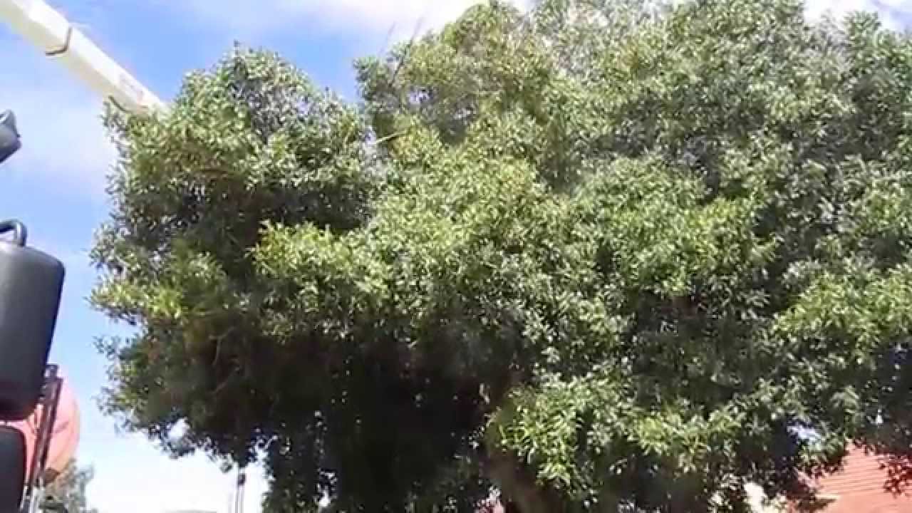 Flying-fox Rescue of Grey-headed Flying-fox and Pup - Electrocution (Adelaide Bat Care)