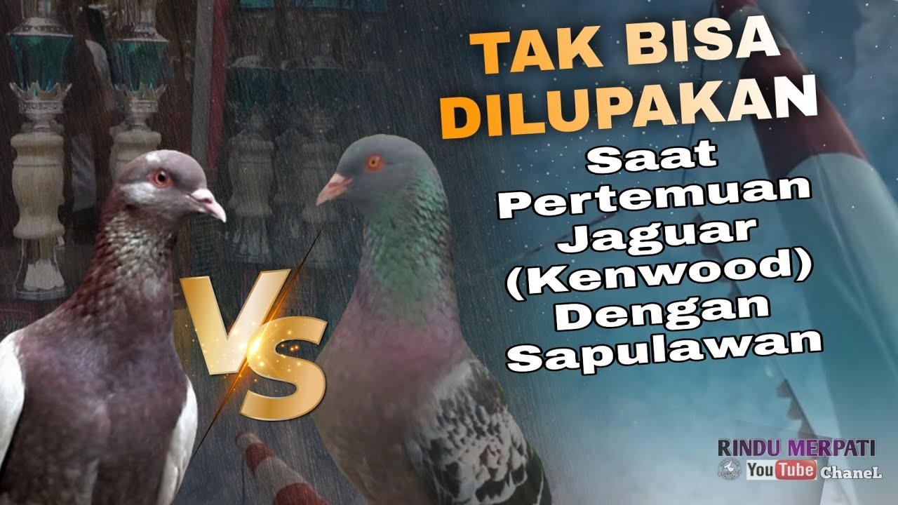 FINAL PALING SERU SEPANJANG SEJARAH MK‼️SAAT JAGUAR BERTEMU SAPULAWAN DI FINAL
