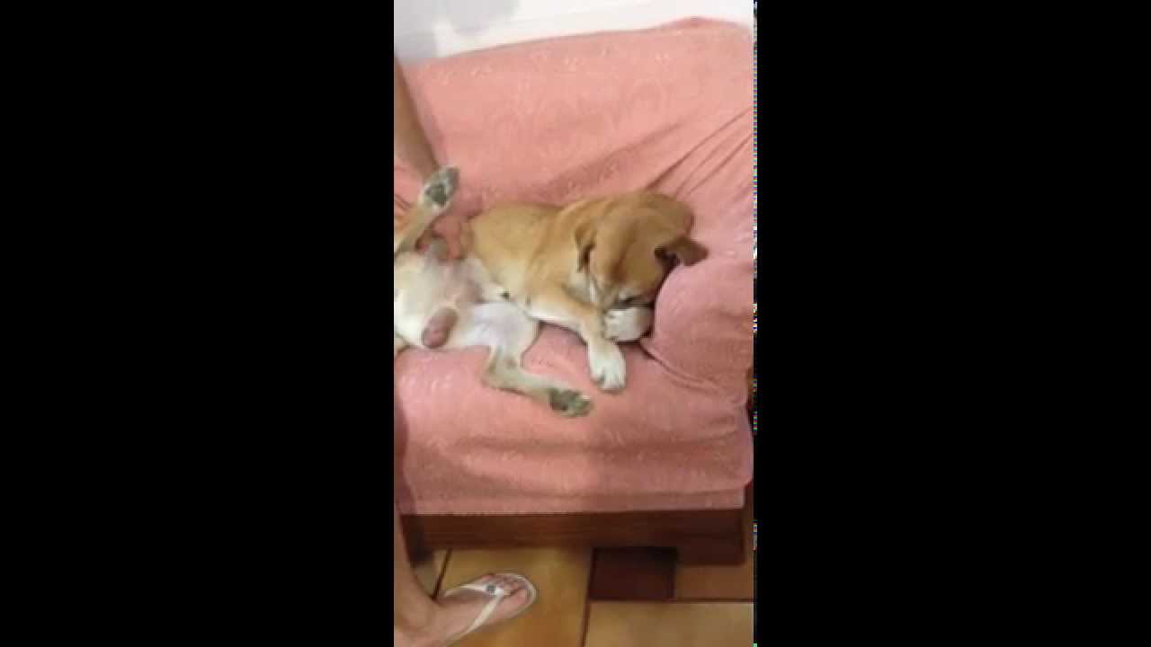 Lupin, il cane ruffiano