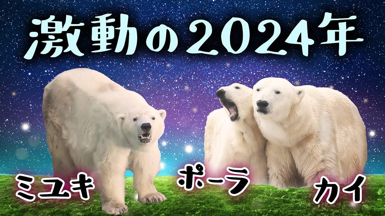 Все белые медведи Японии в 2024 году